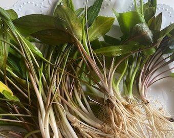 BUY 2 GET 1 FREE! Cryptocoryne - One of the Easiest Beginner Live Aquarium Plants for Natural Fish Tank Decor - Assorted Species