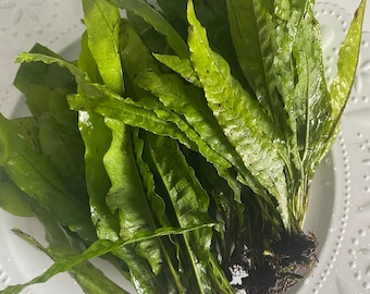 May include: Fresh green aquatic plants with long, textured leaves and visible roots. The plants are arranged on a white, decorative plate, showcasing their vibrant color and natural form. Ideal for aquarium or terrarium use.
