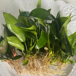 BUY 2 GET 1 FREE! Anubias Small/Medium Easy, Beginner-friendly Live Aquarium Plant - Durable for goldfish & small fish aquariums!