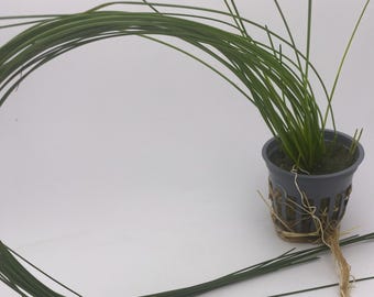 GIANT Hairgrass Potted- Beautiful background aquarium live plant. Great for decorating and aquascaping freshwater tanks - shrimp love it!