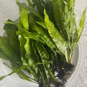 May include: A collection of fresh, green aquatic plants with long, textured leaves. The plants are arranged on a white, decorative plate, showcasing their vibrant color and natural form. The roots are visible, indicating they are recently harvested.