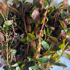 BUNCH Ludwigia &quot;Dark Red&quot; aquarium stem plants - 3-5 stems of emersed/transitioning form of this beautiful live background plant!