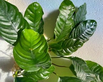 FANCY Anubias Coffeefolia - Easy low-light aquascaping live aquarium plant - decor for making living living betta fish resting spots!