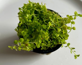 BUY 1 GET 1 FREE - Monte Carlo - Carpeting plant that grows a thick mat - requires co2 - Beautiful foreground live aquarium plant