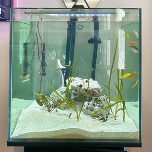 60-75 Gallon+ Freshwater African Cichlid Aquarium - Free Delivery & Installation - Complete Kit Includes all Equipment and Decor / Plants
