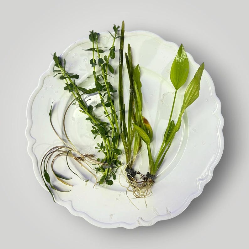 May include: A white ceramic plate with a scalloped edge holds several varieties of fresh green aquatic plants. The plants feature diverse leaf shapes, including long thin blades and small oval leaves, with visible roots at the base of each stem.