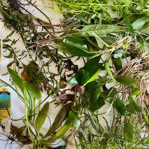 BUNDLE Beginner Live Aquarium Plant Pack - Assorted Easy Plants like Swords, Crypts, Anubias, Vallisneria, Floating Plants, fish tank decor