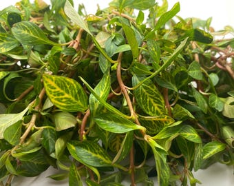 Ludwigia Ovalis (Emersed/Transitioning Cutting ) Colorful Live Aquatic Plant! Beautiful stem plant for aquascaping freshwater tanks!