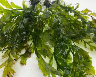Bolbitis Heudelotii - Low Tech, Easy Aquatic plant - Grows best on driftwood and great live natural decor for betta fish tanks