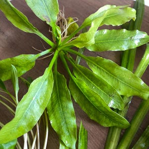 May include: A live aquatic plant with vibrant green, elongated, wavy-edged leaves radiating from a central stem. The plant features a visible root system with thin, pale off-white roots extending from the base, alongside several detached green stems.