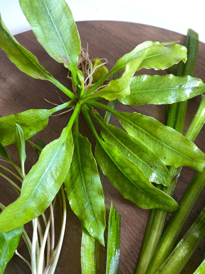 May include: A live aquatic plant with vibrant green, elongated, wavy-edged leaves radiating from a central stem. The plant features a visible root system with thin, pale off-white roots extending from the base, alongside several detached green stems.