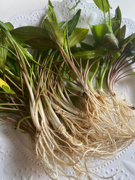 BUY 2 GET 1 FREE! Cryptocoryne - One of the Easiest Beginner Live Aquarium Plants for Natural Fish Tank Decor - Assorted Species