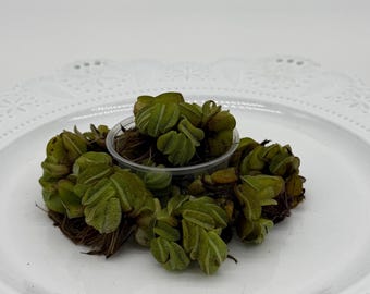 Salvinia Live Aquarium Plant 2fl oz- Adds a pop of color and provides natural cover for baby fish!