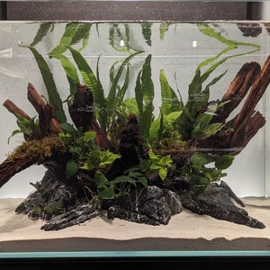 BULK Intermediate-Level Live Aquarium Plant Pack - Red Plants, Carpeting Plants, Rhizome Plants like Buce and Anubias for Aquascaping
