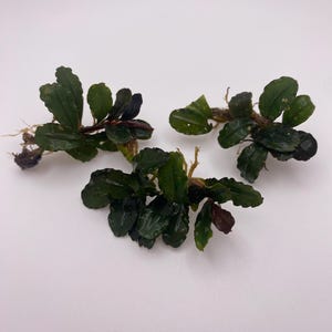 May include: Three sprigs of green and red aquatic plants with small leaves. The plants are on a white background.