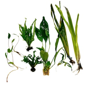 Betta Aquarium Live Plant Bundle- Anubias, Crypt, Val, & Java Fern 10-Gallon Aquarium