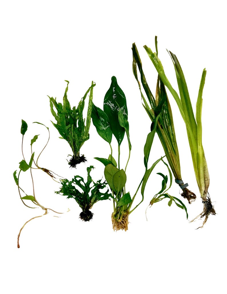 Betta Aquarium Live Plant Bundle- Anubias, Crypt, Val, & Java Fern 10-Gallon Aquarium