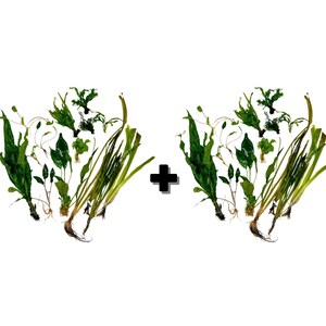 Betta Aquarium Live Plant Bundle- Anubias, Crypt, Val, & Java Fern Bulk (4+ Aquariums)