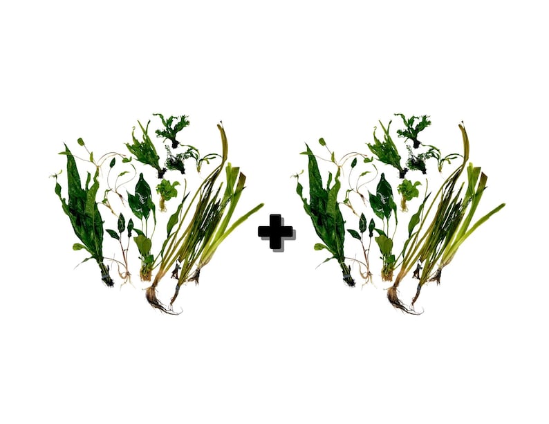 Betta Aquarium Live Plant Bundle- Anubias, Crypt, Val, & Java Fern Bulk (4+ Aquariums)