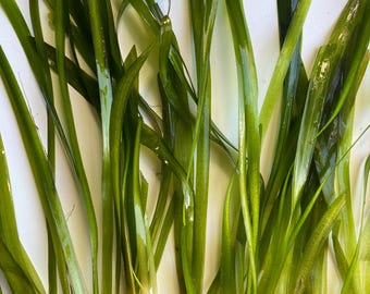 Jungle Vallisneria (Vallisneria americana) Easy, Fast-growing, Beginner-friendly Live Aquarium Plant - Durable even for African Cichlids