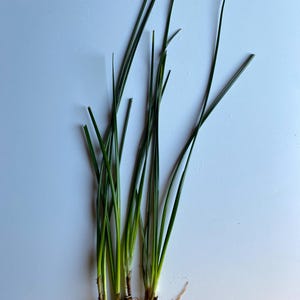K&ouml;nnte beinhalten: Eine Gruppe von f&uuml;nf gr&uuml;nen Zwiebelpflanzen mit Wurzeln, bereit zum Einpflanzen.