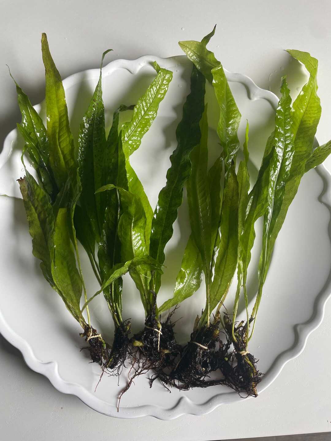 Java Fern - Microsorum Pteropus - Live Aquarium Plant Easy, Low Light ...
