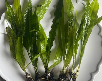 Java Fern - microsorum pteropus - Live Aquarium Plant Easy, Low Light, Beginner-friendly - Great for all fish: bettas, goldfish, & cichlids+