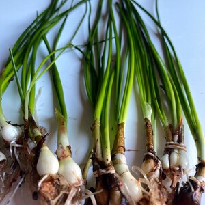 K&ouml;nnte beinhalten: Ein Bund gr&uuml;ner Fr&uuml;hlingszwiebeln mit wei&szlig;en Zwiebeln und Wurzeln. Die Fr&uuml;hlingszwiebeln sind an der Basis zusammengebunden.