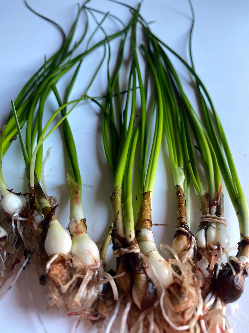 K&ouml;nnte beinhalten: Ein Bund gr&uuml;ner Fr&uuml;hlingszwiebeln mit wei&szlig;en Zwiebeln und Wurzeln. Die Fr&uuml;hlingszwiebeln sind an der Basis zusammengebunden.