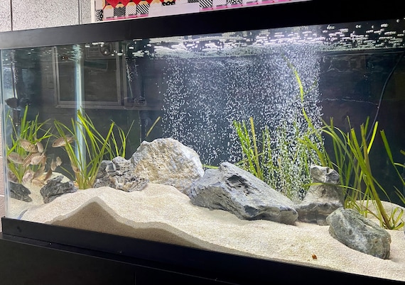 60-75 Gallon+ Freshwater African Cichlid Aquarium Free Delivery
