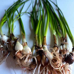 K&ouml;nnte beinhalten: Ein Bund gr&uuml;ner Fr&uuml;hlingszwiebeln mit wei&szlig;en Zwiebeln und Wurzeln. Die Wurzeln sind lang und wei&szlig; mit einigen roten Streifen.