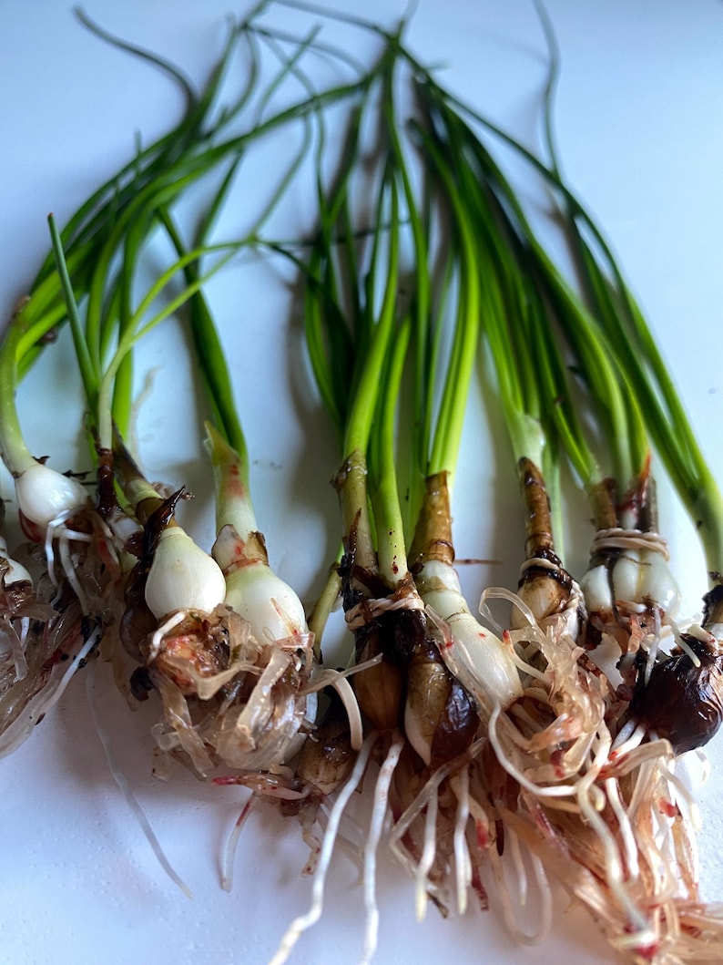 K&ouml;nnte beinhalten: Ein Bund gr&uuml;ner Fr&uuml;hlingszwiebeln mit wei&szlig;en Zwiebeln und Wurzeln. Die Wurzeln sind lang und wei&szlig; mit einigen roten Streifen.