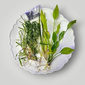 May include: A collection of live aquarium plants featuring feathery green stems and broad, smooth leaves with visible roots, accompanied by a small clear plastic bag containing dark gray cylindrical weights, all arranged on a white scalloped plate.