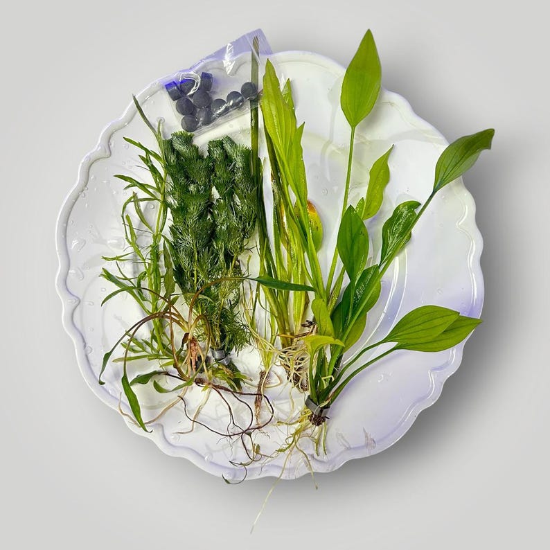 May include: A collection of live aquarium plants featuring feathery green stems and broad, smooth leaves with visible roots, accompanied by a small clear plastic bag containing dark gray cylindrical weights, all arranged on a white scalloped plate.