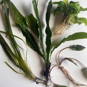 Betta Aquarium Live Plant Bundle- Anubias, Crypt, Val, & Java Fern