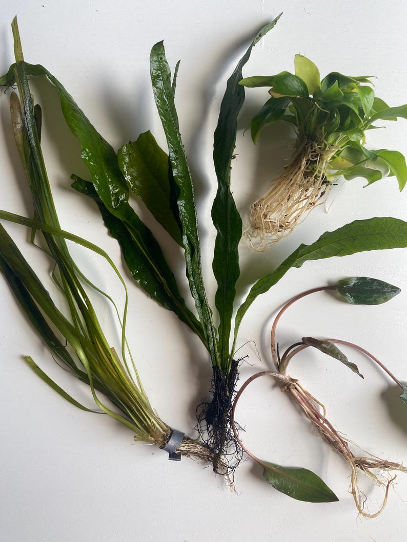 Pode incluir: Vista a&eacute;rea de v&aacute;rias plantas aqu&aacute;ticas com folhas verdes e sistemas radiculares vis&iacute;veis. As plantas variam em forma e tamanho, algumas com folhas longas e finas, outras mais largas e arredondadas. As ra&iacute;zes s&atilde;o de cor castanho claro.