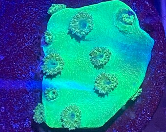 WYSIWYG - Green Turbinaria Frag - LPS Plating Coral - Overnight Shipping Available - Get it Tomorrow!