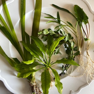 May include: A collection of various aquatic plants with long, slender green leaves and visible white root systems. The plants are arranged together, featuring different leaf shapes and textures, including broad, pointed, and serrated foliage.
