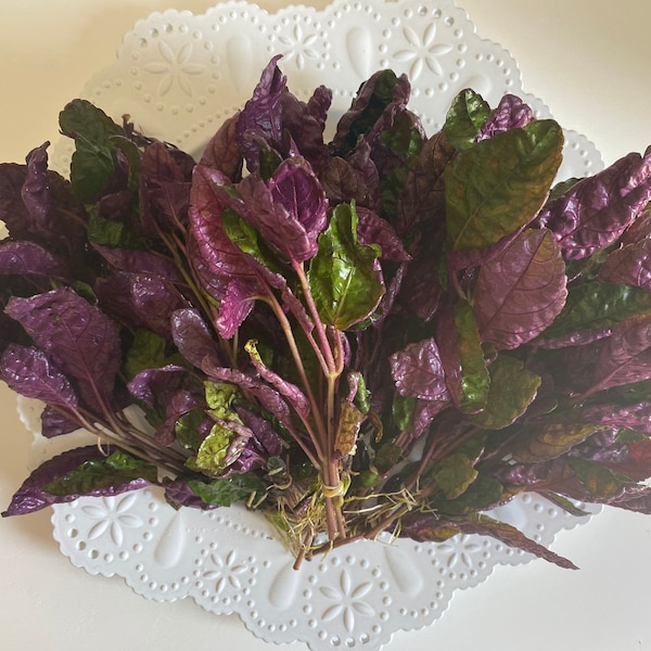 Terrarium/Bog Plants - Purple Waffle, Aluminum, Peace Lily / Brazil Sword