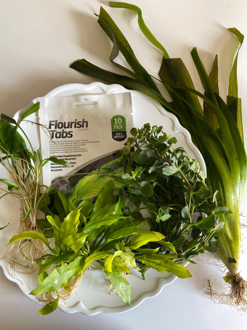 May include: A collection of various green aquatic plants with visible roots and a white packet labeled Flourish Tabs 10 Pack. The plants include long, thin, dark green leaves, shorter broad-leafed varieties, and dense, leafy stems arranged together.