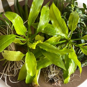 May include: A collection of live aquatic plants featuring vibrant green, lance-shaped leaves and visible white root systems. The plants are arranged in a cluster, showcasing various textures and shades of green foliage with long, slender stems.