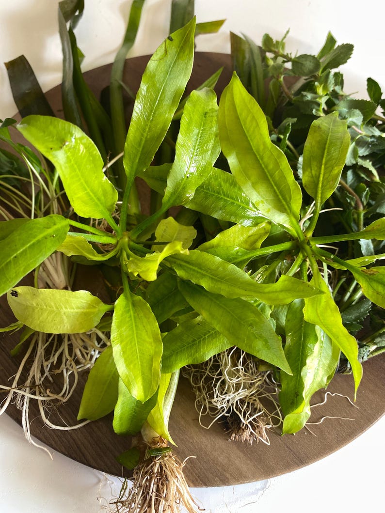 May include: A collection of live aquatic plants featuring vibrant green, lance-shaped leaves and visible white root systems. The plants are arranged in a cluster, showcasing various textures and shades of green foliage with long, slender stems.