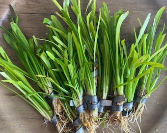 BUY 2 GET 1 FREE Dwarf Sagittaria subulata - Easy foreground live aquarium plant - perfect for shrimp or betta fish!