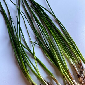 K&ouml;nnte beinhalten: Ein Bund gr&uuml;ner Schnittlauch mit wei&szlig;en Zwiebeln und Wurzeln.