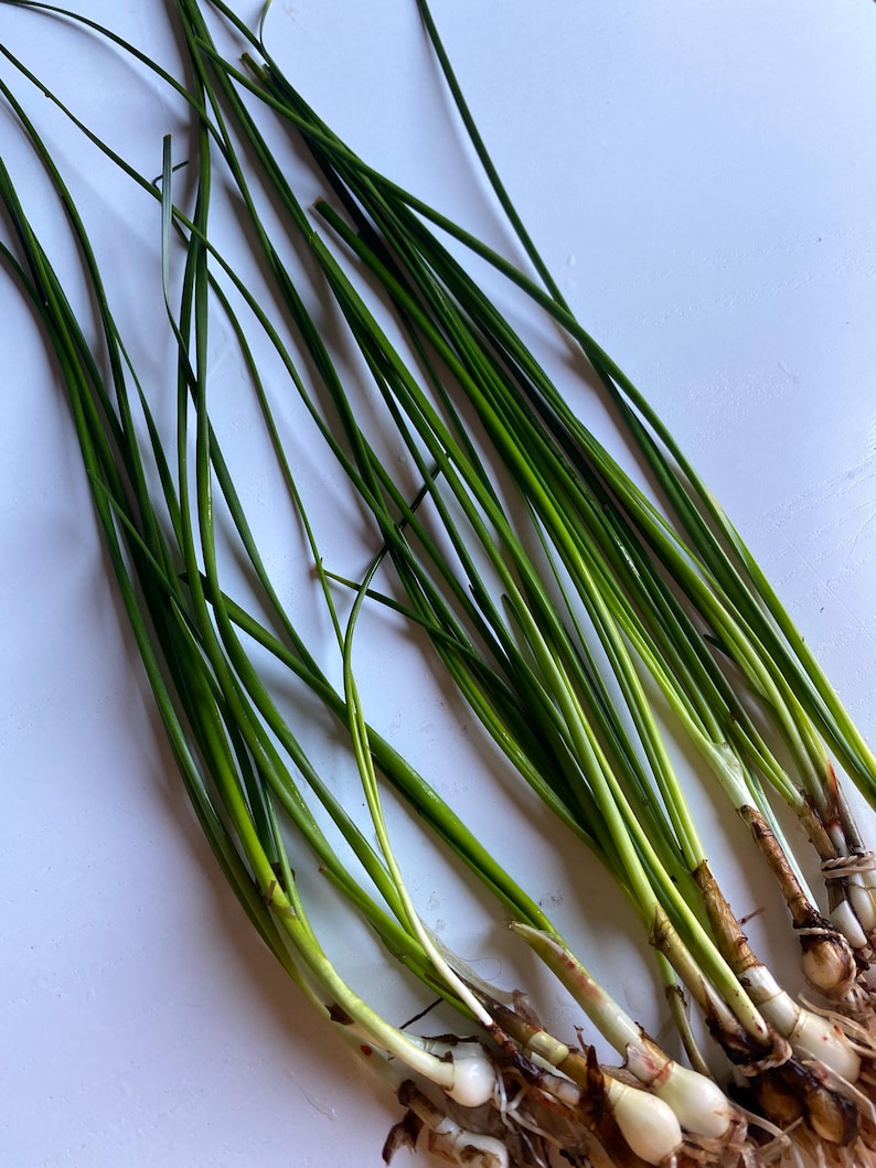K&ouml;nnte beinhalten: Ein Bund gr&uuml;ner Schnittlauch mit wei&szlig;en Zwiebeln und Wurzeln.