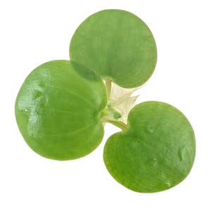 May include: Close-up of three bright green, round aquatic plant leaves. The leaves are arranged in a cluster, with a small, white, translucent stem visible at the base. The leaves have a smooth texture and a slight sheen.
