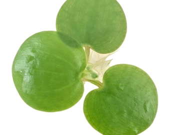 Frogbit Floaters Live Floating Aquarium or Pond Plant 3-5 leaves - Suitable for betta fish, shrimp, baby fish like guppies!