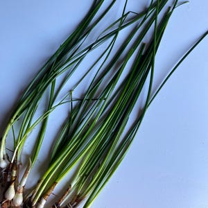 K&ouml;nnte beinhalten: Ein Bund frischer gr&uuml;ner Schnittlauch mit Wurzeln. Der Schnittlauch ist bereit zum Kochen.