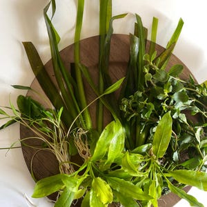 May include: A collection of various aquatic plants featuring long, slender dark green leaves, vibrant light green leafy stems, and bushy textured foliage with visible root systems, all arranged together on a circular wooden surface.
