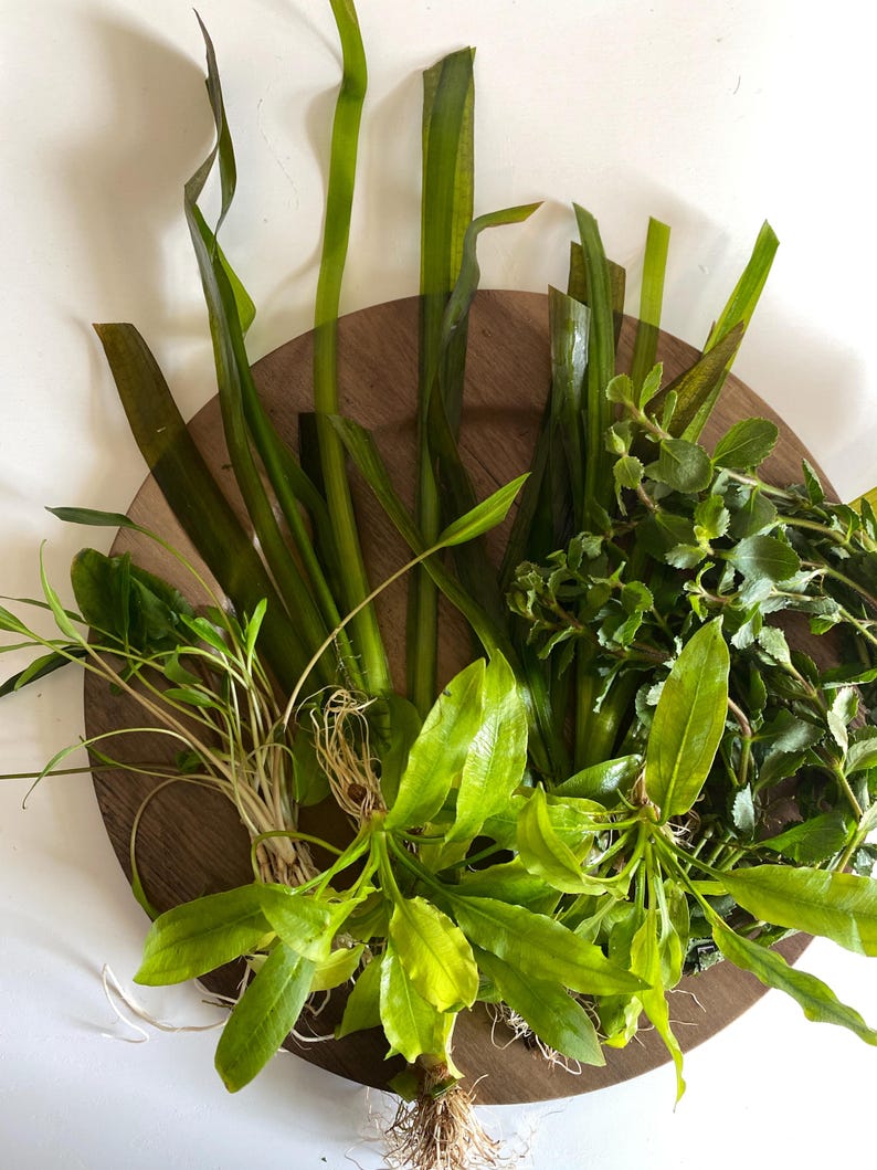 May include: A collection of various aquatic plants featuring long, slender dark green leaves, vibrant light green leafy stems, and bushy textured foliage with visible root systems, all arranged together on a circular wooden surface.